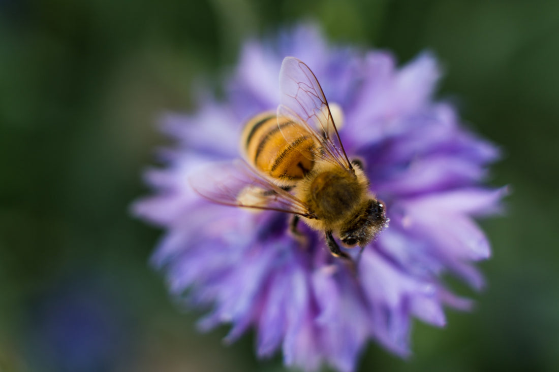 How to make your garden more bee-friendly