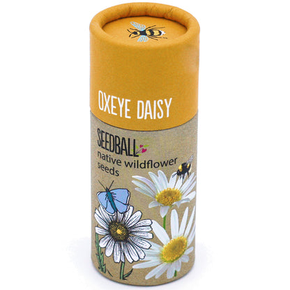 Oxeye Daisy Wildflower Seed Balls