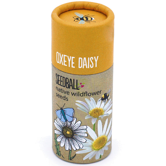 Oxeye Daisy Wildflower Seed Balls