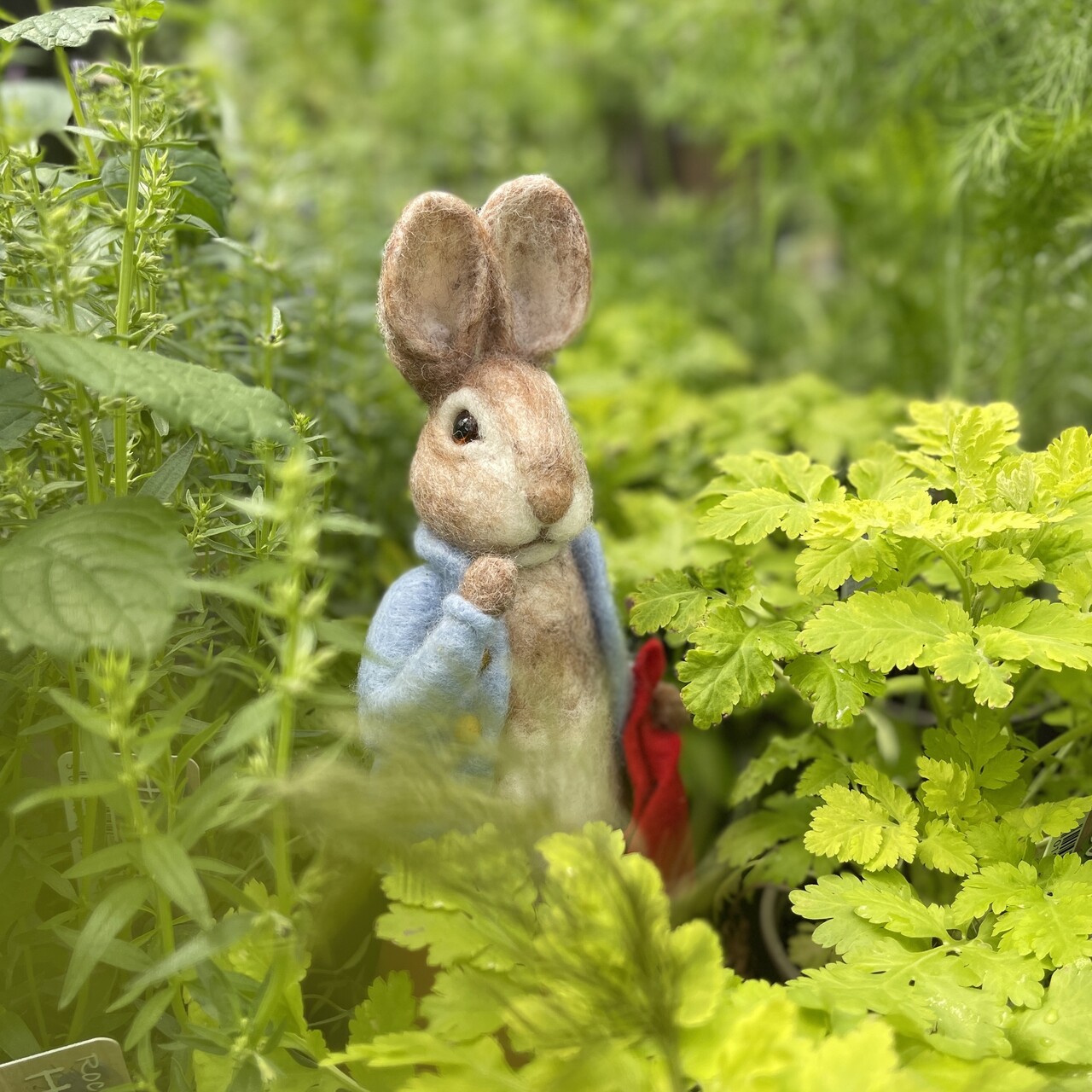 Beatrix Potter - Peter Rabbit and his Pocket Handkerchief Needle Felting Craft Kit